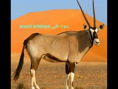 صوت ظبي  