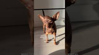 Учитесь #твикс #тойтерьер #суперсобака