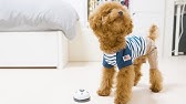100均 ダイソーの犬服でミツバチ てんとう虫 パンダになりきる子犬 Youtube 100均 ダイソーの犬服でミツバチ てんとう虫 パンダになりきる子犬 Youtube