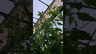ตัดใบโหลดมะเขือเทศ #tomato #farm #farming #garden #gardening #tomatogarden #greenhouse