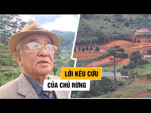 Video Lời kêu cứu thảm thiết của chủ rừng dưới chân núi Voi - youtube