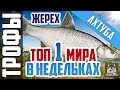 Русская Рыбалка 4 - РР4 | ТРОФЕЙНЫЙ ЖЕРЕХ НА УЛЬТРАЛАЙТ – ТОП 1 МИРА В НЕДЕЛЬКАХ | р. Ахтуба