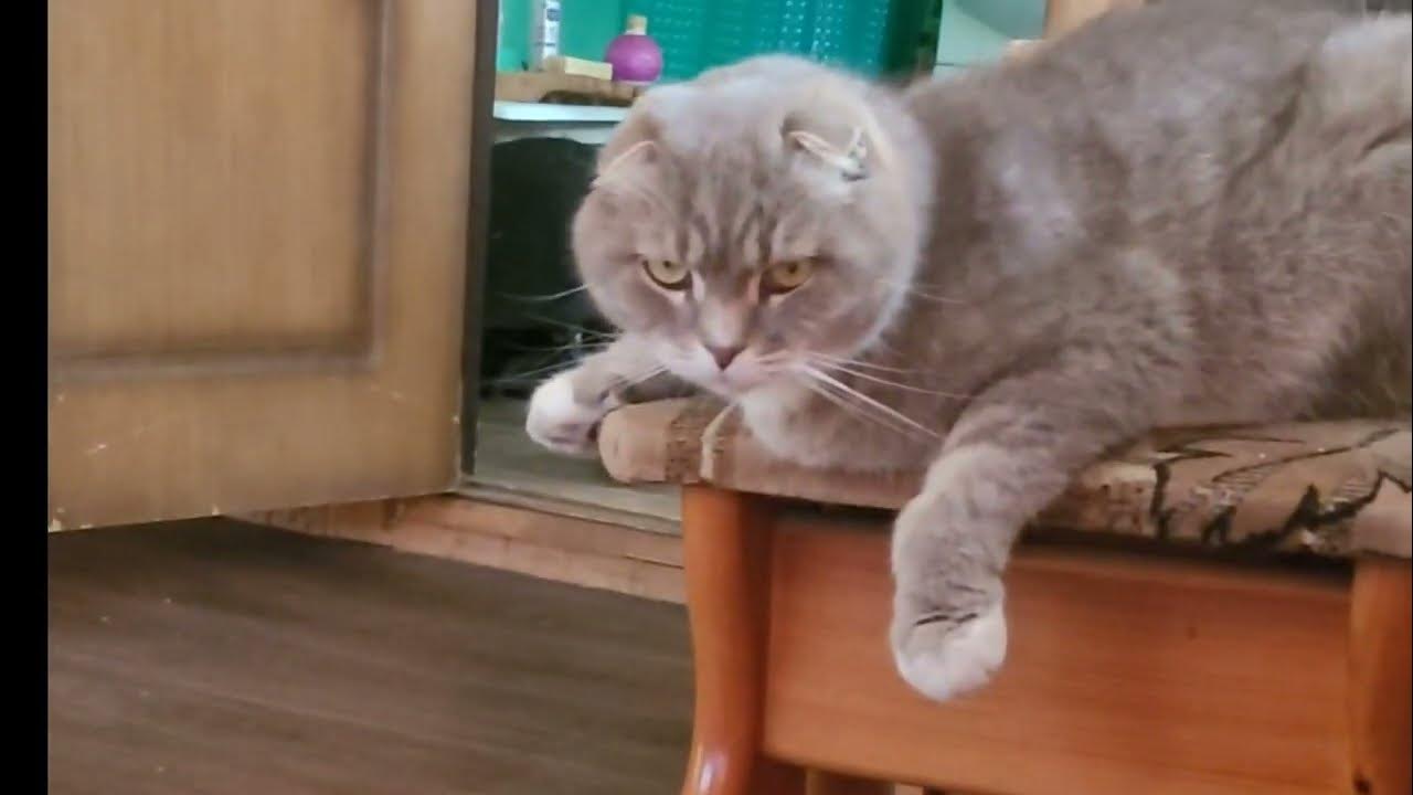 Кот шуня. Шуня кошка. Кот шуня. Шуня оборзел кот. Кот шуня и дюша.