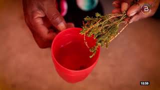 Propiedades Y Beneficios De La Tola Para La Salud 12.10.2022 En Naturalmente Nuestro