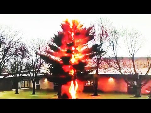 Blitzeinschlag zerfetzt Baum