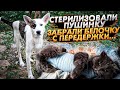 Забрала Белочку с передержки. Стерилизовали Пушинку...