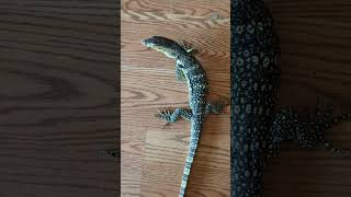 Feeding Linda. (Asian water monitor)