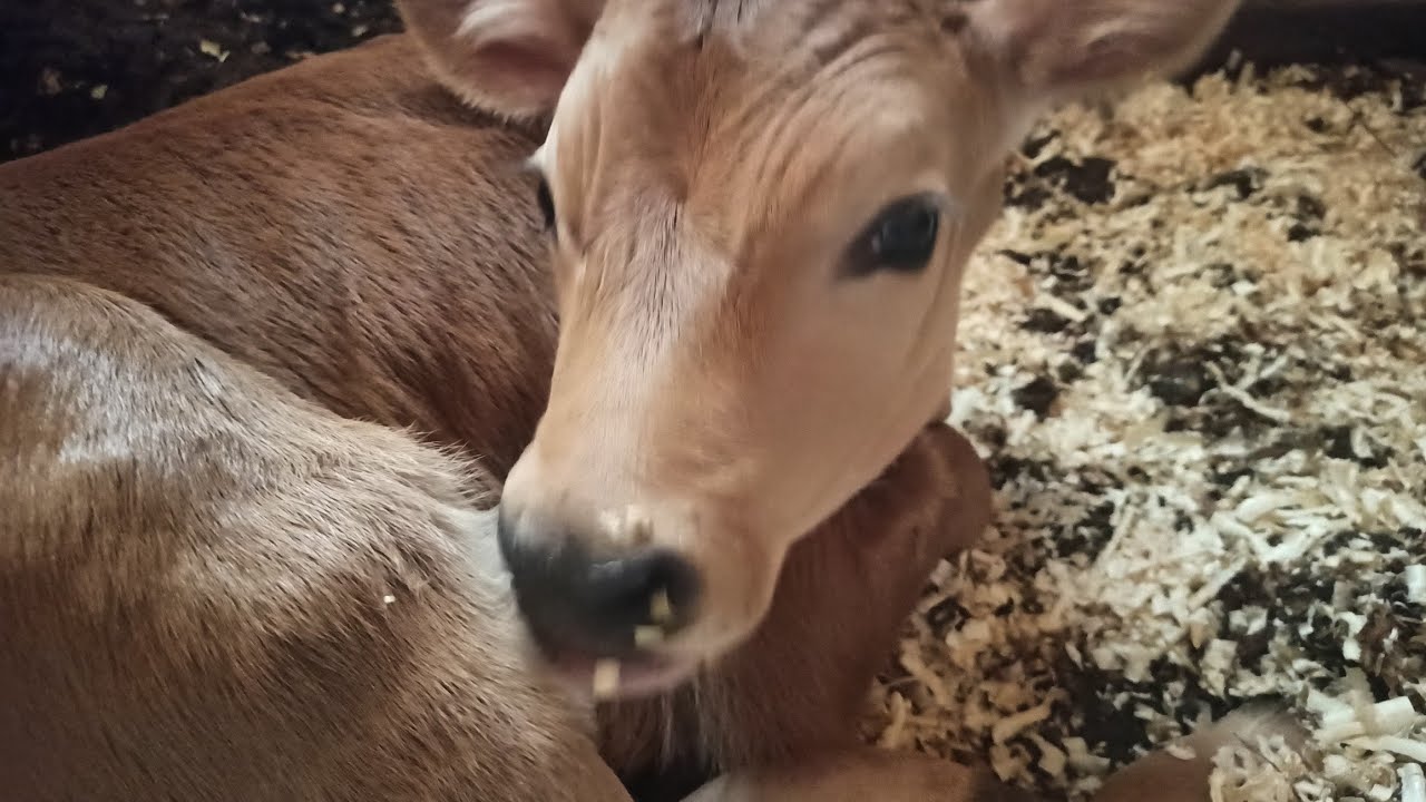 Самая быстрая продажа КРС в моей жизни. И дела повседневные. - YouTube