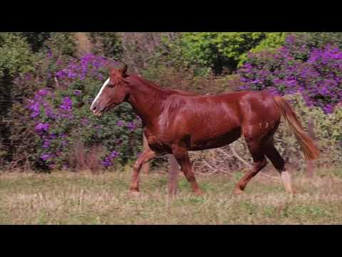 Lote 48 - Jura do Quartel Mestre