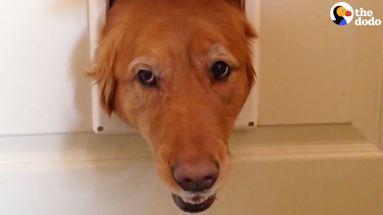 Why Won't My Dog Go Through The Doggy Door at Jennifer Cordero blog