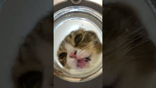 【猫のご飯】下から見てみたら…w