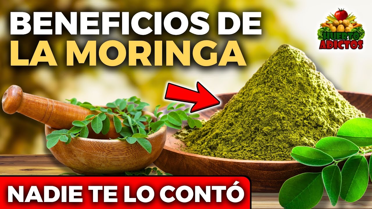 glp 1 moringa para que sirve Serene Herbs Suplemento GLP-1 Mujeres y Hombres - Reinicio Metablico, Apoyo para el Hambre con Berberina, InnoSlim, Actiponin PARCHES GLP-1 (OZEMPIC) para ADELGAZAR: