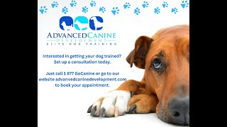 Dog Vlog ACD (our new students)