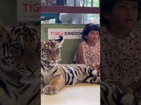 #dea #viral #trending #trendingshorts #shorts #video #2024 #travel #thriller #tiger #phuket thailand