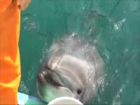 可愛いイルカたちin岡山 Youtube