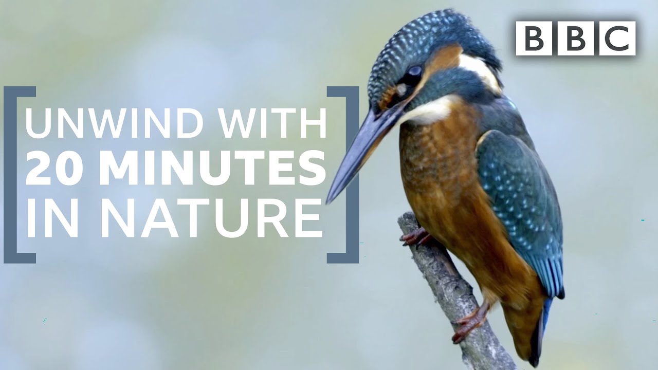 Download Unwind with 20 minutes in nature | Springwatch - BBC