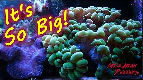 Better LPS Polyp Extension With One Easy Trick