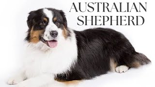 The Australian Shepherd : A Cowboy from Canine World