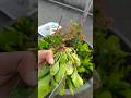 पालक की हार्वेस्टिंग #harwesting #khetibadi #gardening #shortvideo
