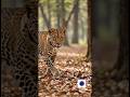 The Body Design That Makes Leopards Silent