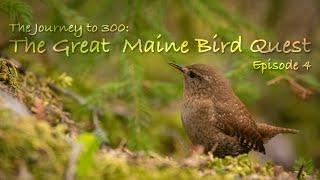 The Great Maine Bird Quest - Episode 4 || Maine Wildlife Photography