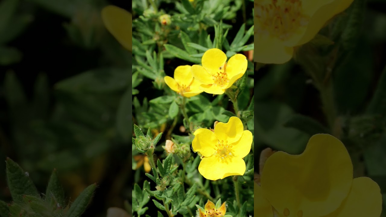 🌹⁶☆•⁷◇³■³□¹ Shrubby Cinquefoil (Dasiphora fruticosa) in Rose Family (Rosaceae)