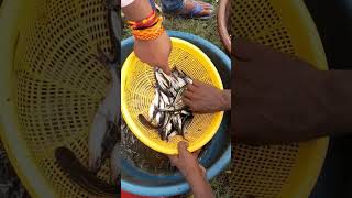 Phangas Seed line Counting #shorts #shortsviral #youtubeshorts