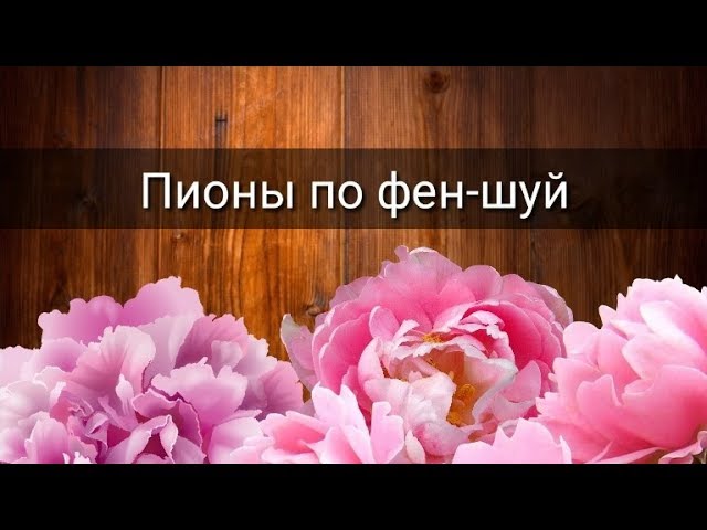 ПИОНЫ ПО ФЕН ШУЙ