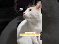 tapi kesayangan 🥰 #cat #kucing #kucinglucu #pets #kucingimut