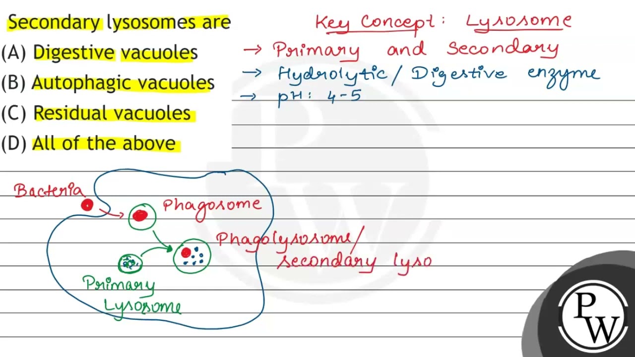 Secondary lysosomes are
(A) Digestive vacuoles
(B) Autophagic vacuoles
(C) Residual vacuoles
(D)...