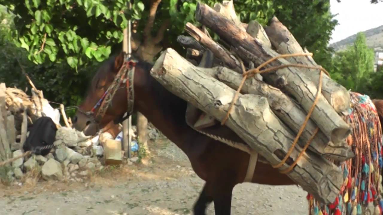 Bertiz Boyalı Mahallesini Tanıyalım.