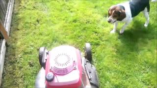 Mowerdog