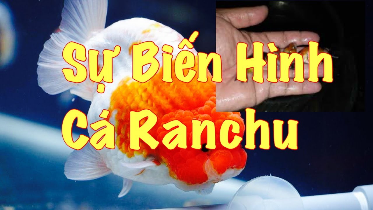 SỰ BIẾN HÌNH CÁ RANCHU SAU 5 TUẦN ĐẦU ĐỜI || HOW RANCHU FISH GROW UP IN ...