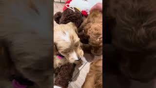 Remi F1B pups - 8/27