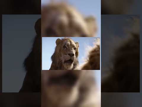 سيمبا خد نظره حسد بس ابوه م يت اسد يارب اشتركوا فى القناه 