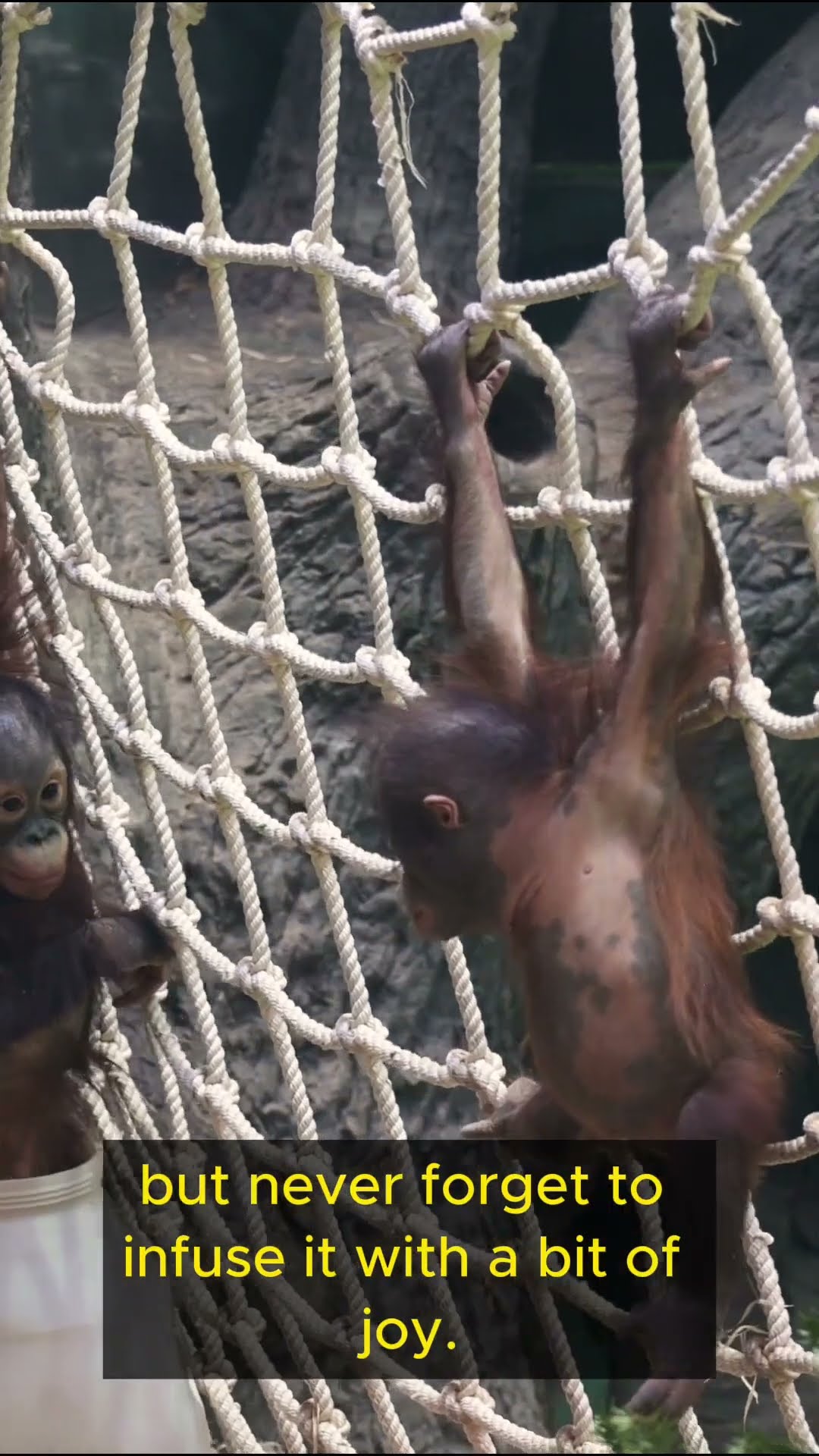 Life Lessons from Monkeys   Part 1 #shorts  #lifelessons #inspiration #wisdom #ingenuity #playfulnes