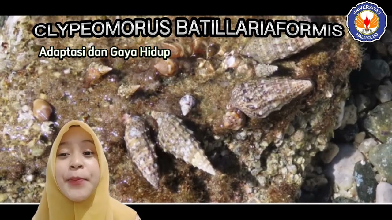 Calon Dokter Fakultas Kedokteran UHO Menjelaskan  hewan laut langka CLYPEOMORUS BATILLARIAEFORMIS