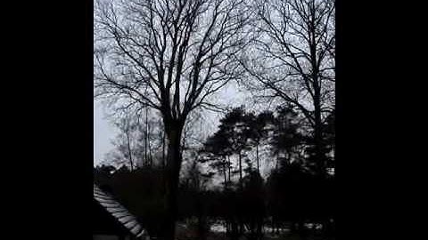 16JAN2010_beuk_hêtre