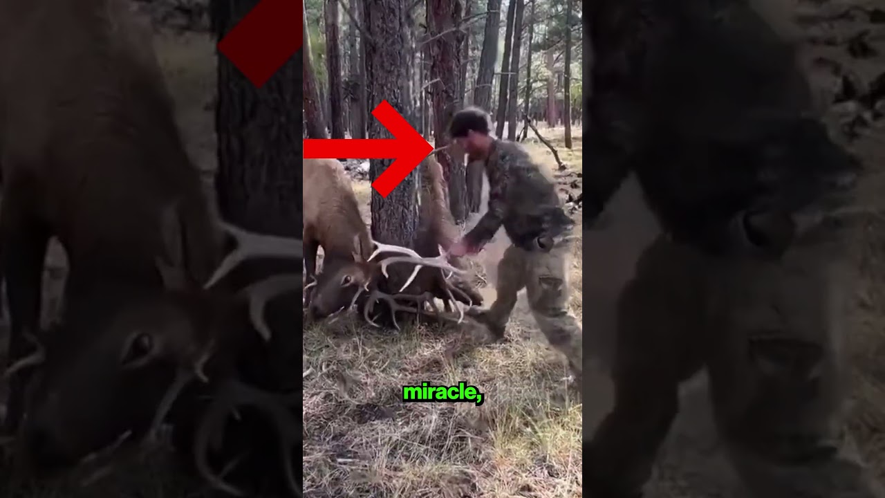 These Two Deer Have a Big Problem 🦌