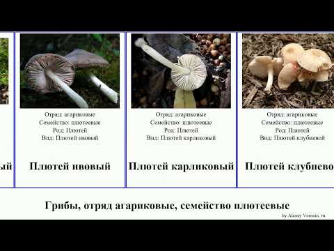 Грибы, отряд агариковые, семейство плютеевые плютей fungus вольвариелла клубневой Томсона Роберта