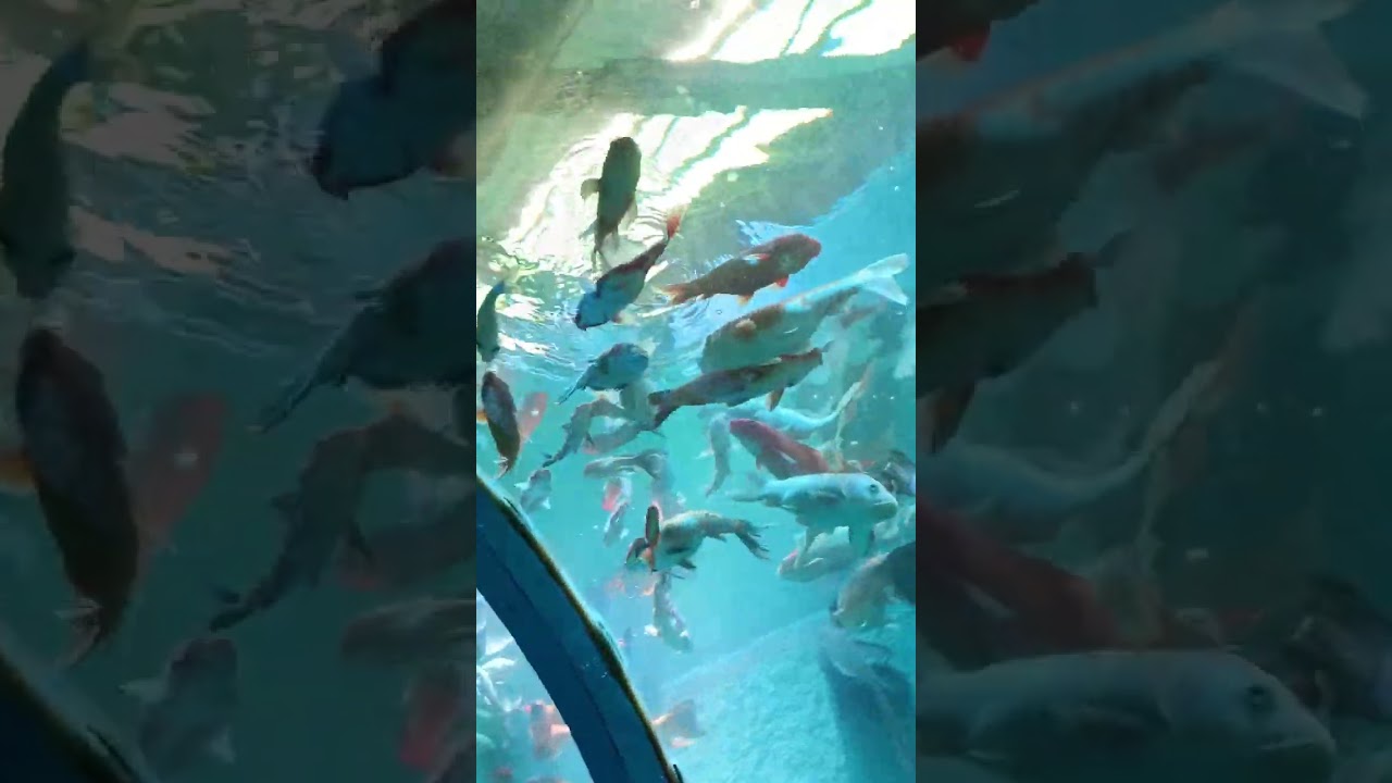 fish tunnel exhibition in vizag😍