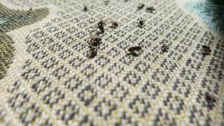 The Battle Of Flies.2021The Epic