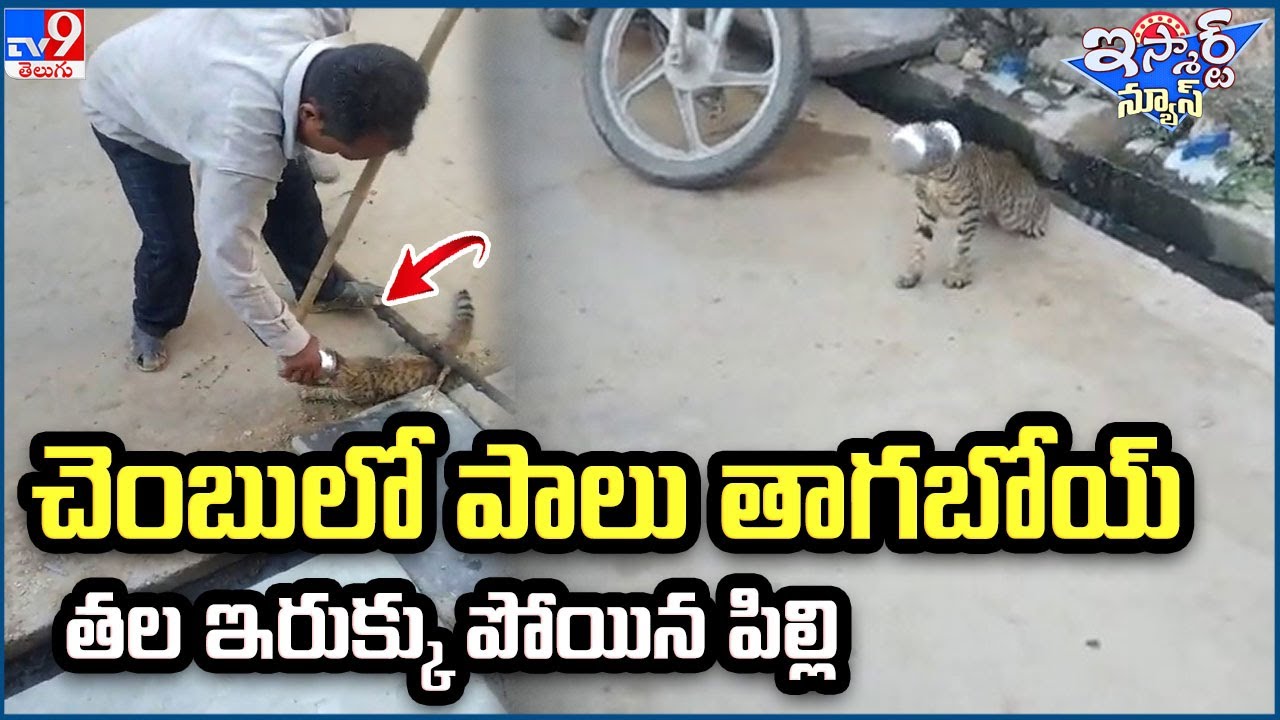 iSmart News : Cat gets head stuck in bowl, later rescued after struggle - TV9