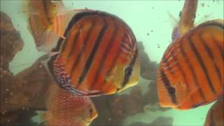 Wild Discus Gran Tropical Santarém Discus