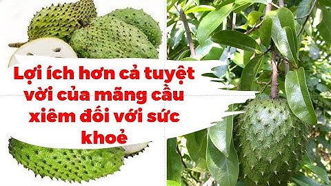 Những lợi ích hơn cả tuyệt vời của mãng cầu xiêm đối với sức khoẻ