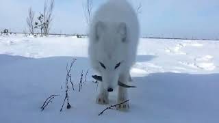Песец - знакомимся с полярной лисичкой