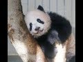 【シャンシャン可愛い動画まとめ】 💕シャンシャン、頑張れ！やったー、届いた！Baby panda reaches for a bamboo 【パンダ赤ちゃんチェンネル】