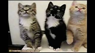 Headbanging Kittehs
