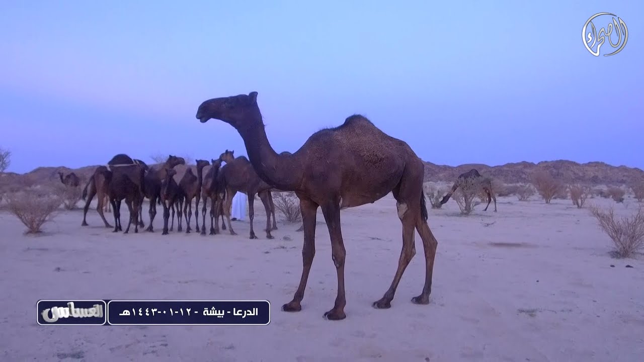 العساس | الدرعا | بيشة | 12 - 1 - 1443