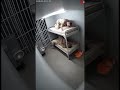 american prison facts shorts 2 #safety #workplacesafety #motivation #occupationalsafety #technology
